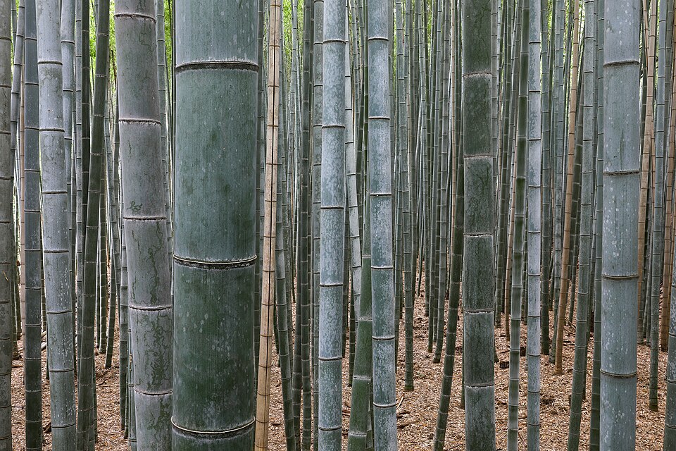 Arashiyama Bamboo Grove